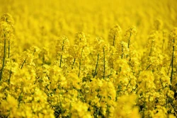 KZPRiRB: rzepak z nowych zbiorów coraz bardziej w cenie