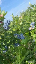 Sprzedaż Borówki amerykańskiej pochodzenia Polskiego  nr gg opakowanie dowolne 125, 250, 300, 500 , 1kg 1,5g lubianki lub skrzynka...