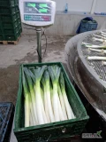 Sprzedam pora - ilości paletowe 4,5 zł/kg
