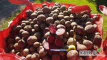Witam, sprzedam 1300t. buraka okrągły(monty) podłużny (alto) , myty lub na brudno(po szczotce) w bigbagu,luz,skrzynia, stała...