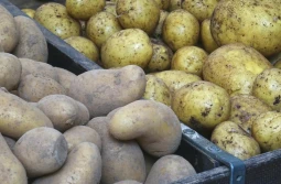 Zwiększy się produkcja skrobi ziemniaczanej - na Ukrainie