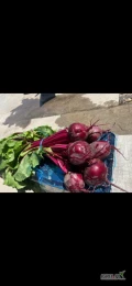 Burak czerwony, bezpośrednio od producenta w Macedonii, każde ilości dostępne. Możliwy transport do Polski. Opakowanie boksy drewniane...
