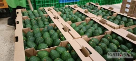 Zapraszam do zakupów Avocado Hass 
