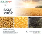 Skupujemy zboża rzepak kukurydzę
