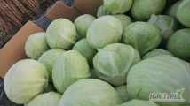 Witam sprzedam kapuste białą i czerwoną kaliber 1-4kg ilości tirowe zainteresowanych zapraszam .