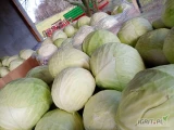 Witam sprzedam kapuste białą od 1 do 4 kg szykowaną w karton box ilości torowe zainteresowanych zapraszam 