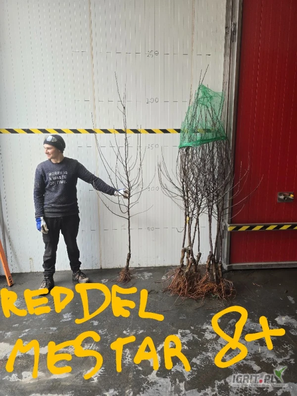 /images/posts/2025/05/2013021/lm7J7rH138Oxrx3VV9Lp69nP9pBqWEP7GZ0FmNUj.jpeg