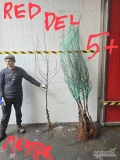 DRZEWKA  Z WŁOCH
