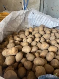 Sprzedam tirowe ilości ziemniaków. Odmiana tajfun. Big bagi lub 15.