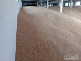 Sprzedam kukurydzę suchą krajową 25 ton cena netto gotówka 