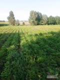 Sprzedam, pietruszka Arat, kopana na zamówienie, prosto z pola