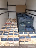 Do sprzedania Borówka Duke gruba świeżo rwana. 460kg. Tel 605405293