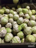 Sprzedam seler korzeniowy, pokowany 5- 10 kg. Kaliber 500-900 gram. Okolice Brnonisz. 