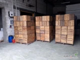 Sprzedam skrzynki jedynki 1800szt.
