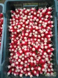 Sprzedam rzodkiewke typu paluszek .wiązana w pęczki po 12szt cena do uzgodnienia