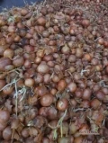 Sprzedam cebule na obieranie, rozmiar 45+