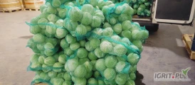 Sprzedam kapustę białą 1-3,5 kg około 6t oraz 0,5-1,1kg około 1t.