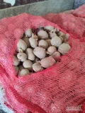 Witam przedam czerwonego ziemniak wielkość od 2,5 do 4  , idealny do sadzenia . Zostało około 800kg , odmiana Baltic. Masz pytania...