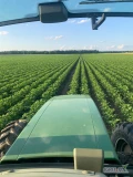 Sprzedam ziemniaki skrobiowe w ilości ok 30 ton w kalibracji 35-50 po więcej inf proszę o telefon 