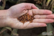 Dzień dobry, sprzedam ziarno sorgo czerwonego i białego, ilość 2000-2500 ton. Proszę zaproponować swoją cenę.
