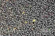 - Tanzanian Origin Rape Seed
