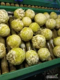 Sprzedam seler kaliber 0.4-1kg opakowanie do uzgodnienia brak pozostałości SOR