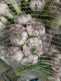Sprzedam czosnek egipski w pęczku - kaliber 55-65 oraz 65+. Cena 13,00/kg.