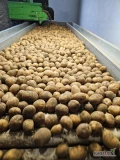 Sprzedam ziemniaki: odmiana GALA. 20 ton. Kaliber 30-45 mm. Możliwość zaprawienia. Więcej informacji pod numerem: 728-271-863 ,...