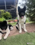 Szczeniak American Akita

