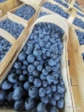 Sprzedam Borowke duke w kobialce po 3kg
