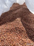 Sprzedam bardzo dobrej jakości rzodkiew oleistą 25 ton w big bag czystość ~99%