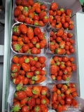 Truskawka 4 kg Holandia -  Warszawa
