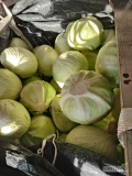 Kupię tirowe ilości kapusty białej przemysłowej kaliber 2 kg plus.