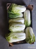 Sprzedam kapuste pekinska 0.5-1.5kg  300-500kg na jutro 