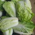 Witam sprzedam kapuste pekinka. Ładna bez robaka.1kg + .cena I opakowanie do uzgodnienia 