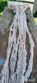 Kupię jelita cienkie. Cały odcinek 1,5 - 2m. Wyczyszczone, proste, z tłuszczem. 8 odcinków w pęczku. 
