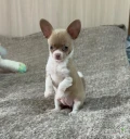Meet our adorable little Chihuahua - the perfect combination of charm, cheek and affection. With her soft paws, expressive eyes and shiny...