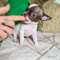 Elegancki i energiczny chihuahua – szuka stałego domu
