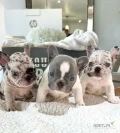 Breed Origin: France (with roots in England) Size: Small (16–28 pounds fully grown) Life Time: 10–12 years Appearance: Stocky, muscular...