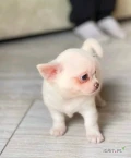 Poznajcie naszego kochanego szczeniaka Chihuahua — pełnego werwy, przytulania i niekończącej się miłości. Może jest mała, ale nie...