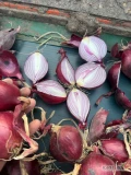 Sprzedam cebulę czerwoną kaliber 4-6/5-7/5-8 Worek 5/10 kg  Cebula fazorowana 