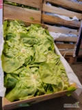 Sałata masłowa 12szt. Belgia -świeża dostawa
