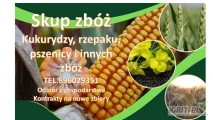 Kupimy kukurydzę, rzepak i inne zboża z odbiorem z gospodarstw. 
