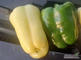 Sprzedam paprykę zielona, jasnożółta kaliber 8plus cm szerokosc 10plus cm wysokość, może być z ogonkiem, ilosci tonowe opakowanie...