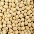 Sprzedam ziarno soi non GMO, wilgotność max 13% , towar czysty, bez szkodniów i zapachu.
