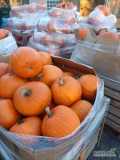 Sprzedam dynie kal 1-10kg ilość 12t 
