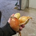 Sprzedam cebule ingot podłużna jak  szalotka okolo 3 tony 