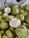 Witam, sprzedam około 25t kalarepy Kossak kaliber 1-4kg czysta I zdrowa w środku. Możliwość mycia. Cena 2,3 zł do negocjacji