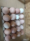 Sprzedam wiejskie jajka kury karmione naturalnie warzywa owoce zboże.