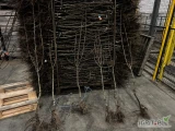 Sprzedam drzewka konferencji dwuletnie , import z Holandii , podkładka Adams 1700 szt ( Sort B ) zdjęcie oraz Pigwa C 2700 szt ( Sort A )...